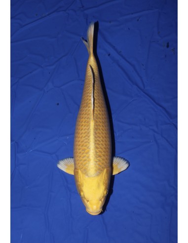 Carpes koi, Yamabuki