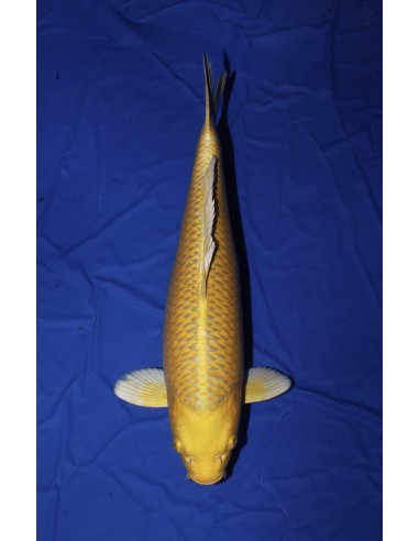 Carpes koi, Yamabuki