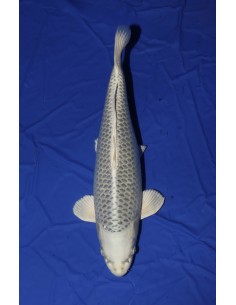 Carpes koi, Gin Matsuba