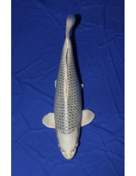 Carpes koi, Gin Matsuba