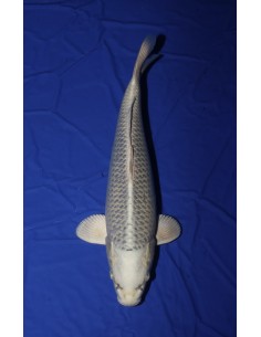 Carpes koi, Gin Matsuba