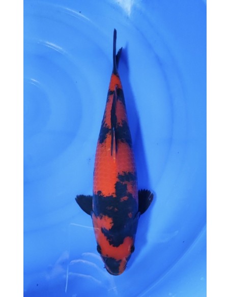Carpes koi, Hi utsuri