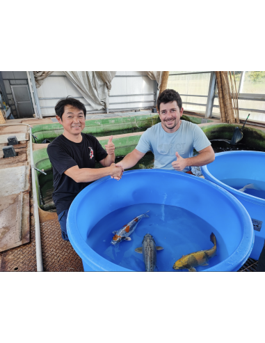 Carpe koi : Kinki utsuri