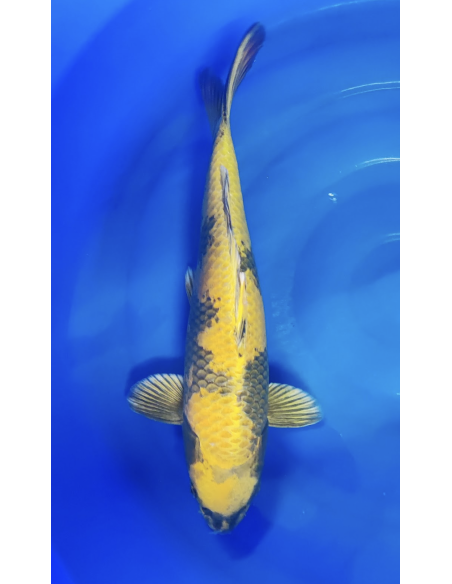 Carpes koi, kinki Utsuri