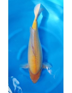 Carpes koi, Doitsu Karashigoi