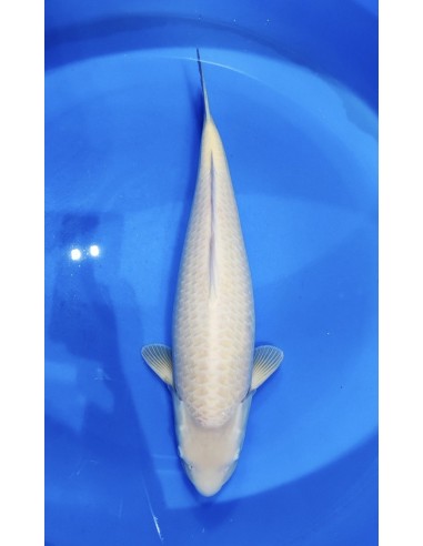 Carpes koi, Karashigoi