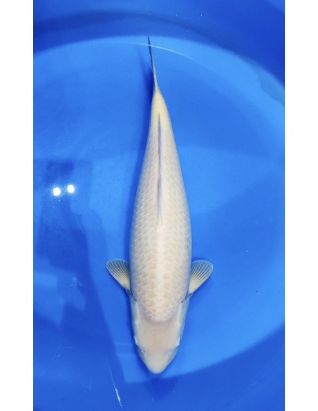 Carpes koi, Karashigoi