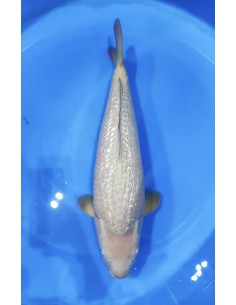 Carpes koi, Ginrin Chagoi 2