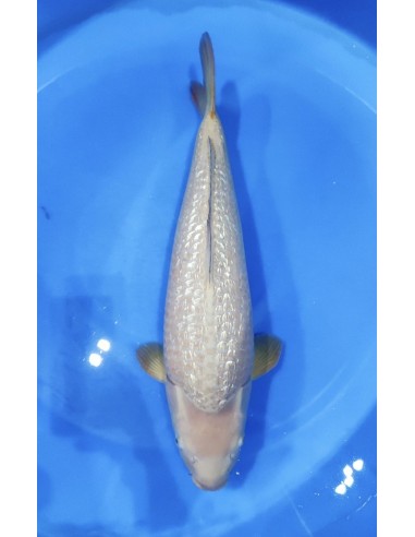 Carpes koi, Ginrin Chagoi