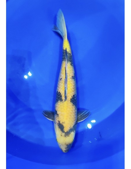 Carpes koi, Ki utsuri