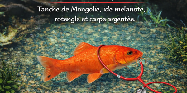 Tanche de Mongolie, ide mélanote, rotengle et carpe argentée : poissons auxiliaires pour bassin