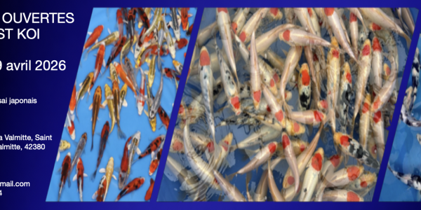 Portes ouvertes Just Koi : week-end exceptionnel autour du koï japonais les 18 et 19 avril 2026