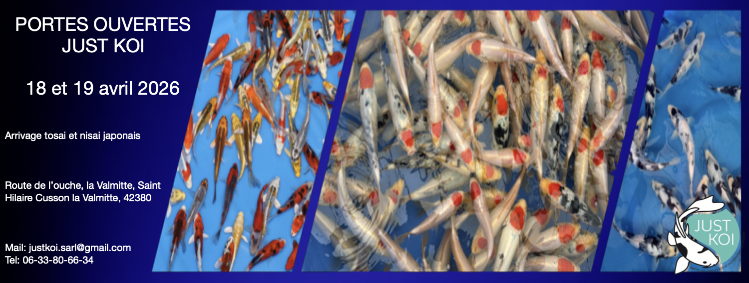 Portes ouvertes Just Koi : week-end exceptionnel autour du koï japonais les 18 et 19 avril 2026